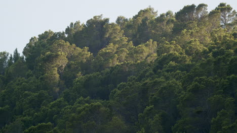 Dicker-Grüner-Wald-Auf-Dem-Hügel