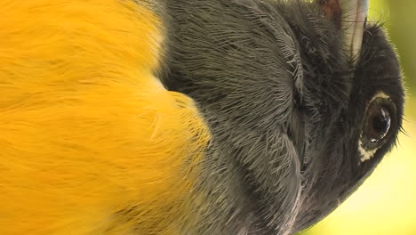 Extreme-close-up-of-plumage-of-White-tailed-trogon