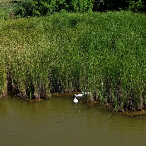 wild birds in nature