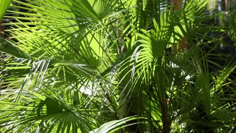 palm leaves moving gently in the breeze