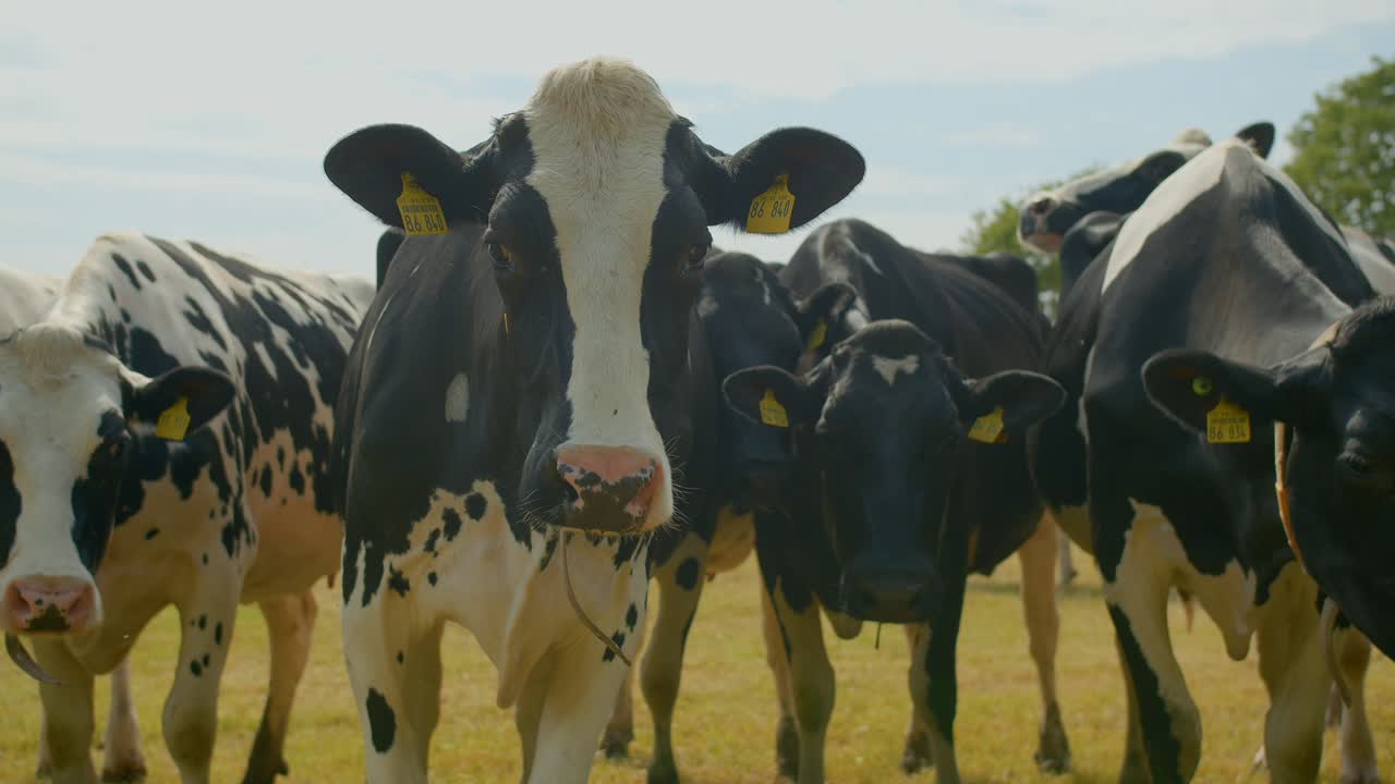 rebaño de vacas de euro en el campo verde frente a la cámara