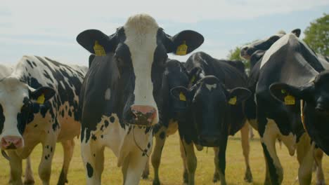 herd of euro cows out in green field facing camera