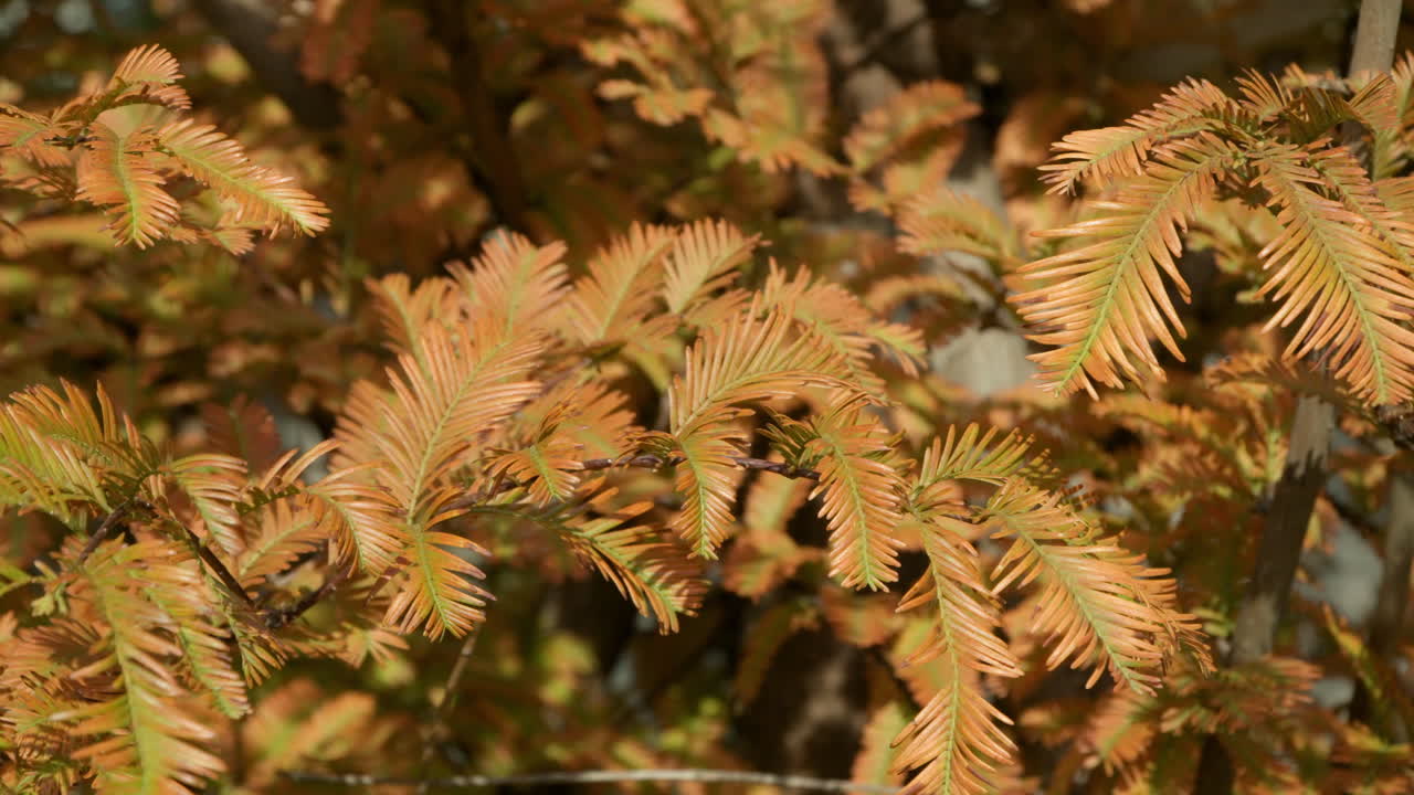 Luce solare sul fogliame dai colori vivaci degli alberi di Metasequoia durante la stagione autunnale