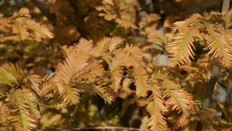 sunlight on bright color foliage of metasequoia trees during autumn season