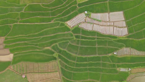 endless rice fields growing in indonesia, aerial top down view