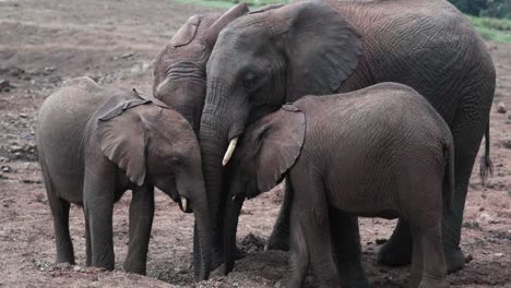 elephant family with their young calf in aberdare national park, kenya, east africa