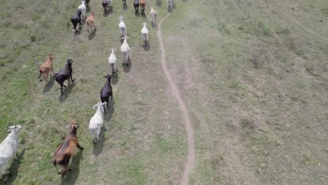 herd of goats running on grassy path, aerial view with slight upward camera tilt