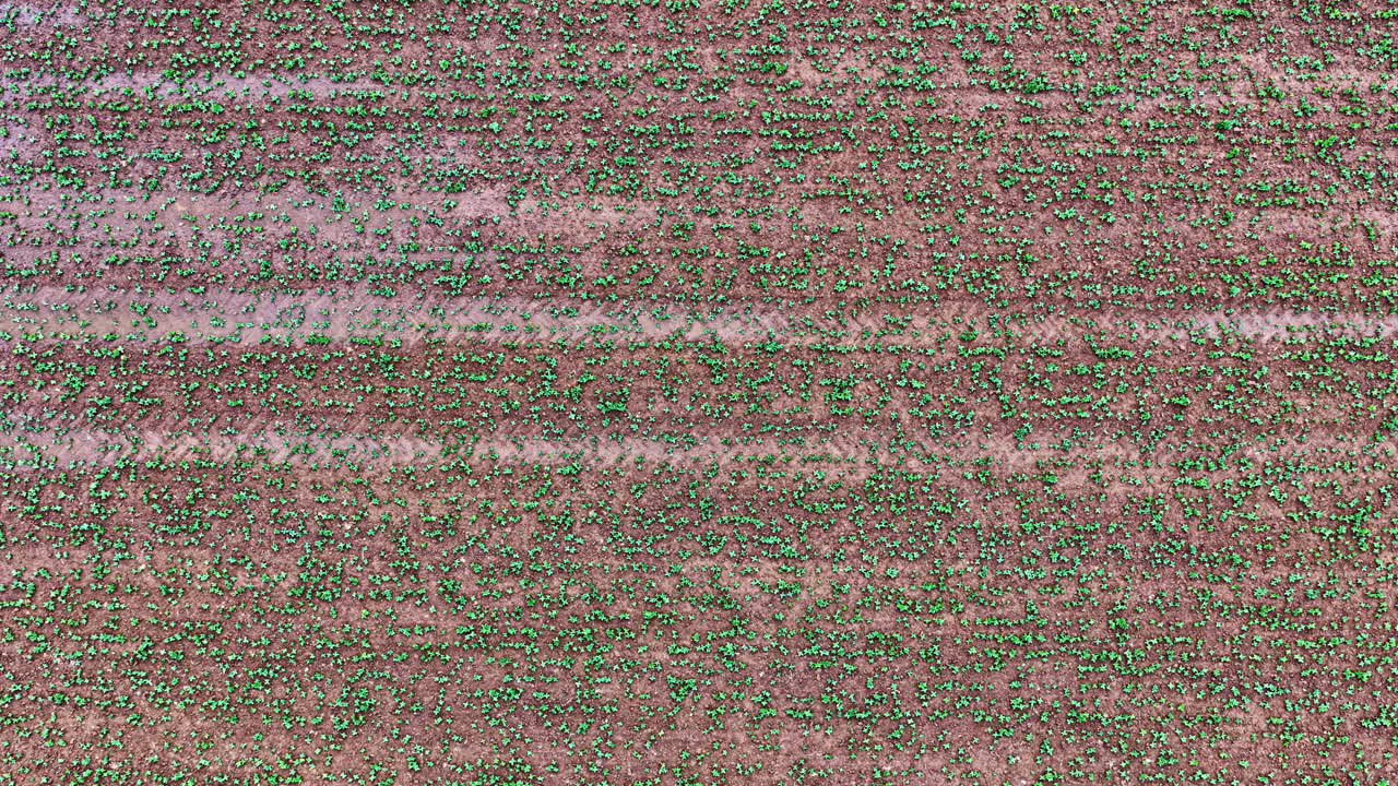 A close aerial view shows small green plants growing in a wet, muddy agricultural field.