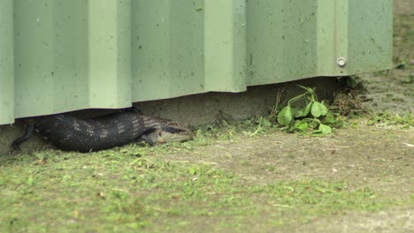 blue tongue lizard hanging out of shed, not moving