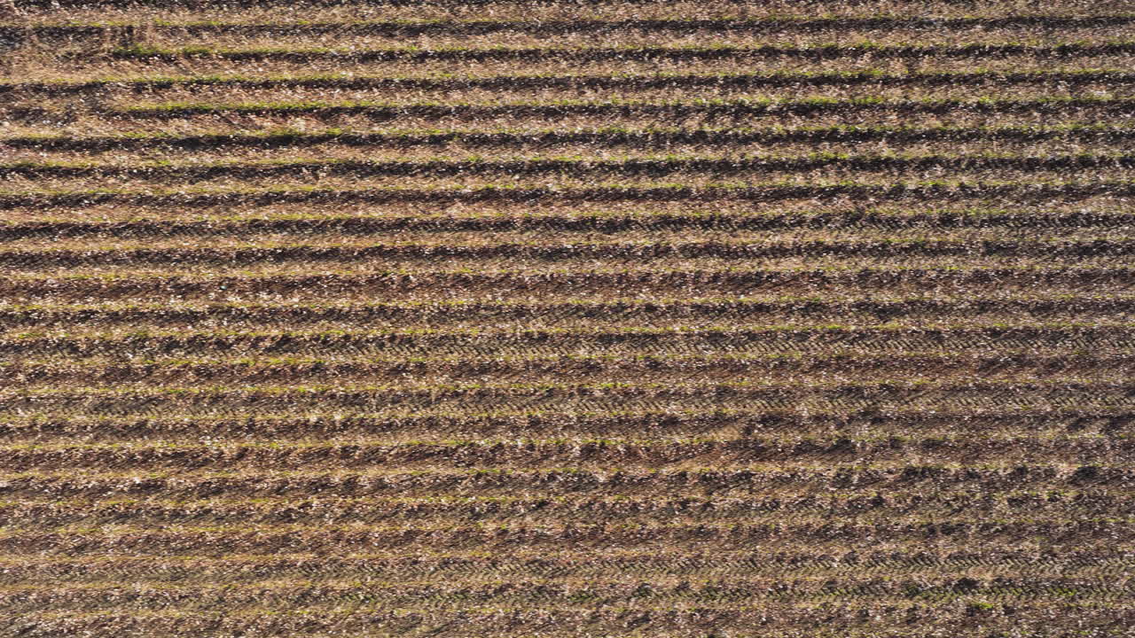 File paralleli di terreni agricoli coltivati che creano disegni agricoli con texture, sfondo aereo testurizzato dall'alto.