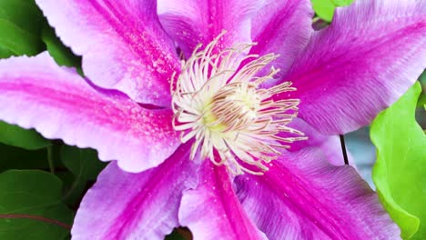 los pedales brillantes de una clemátide rosa brillante brillan en una brisa primaveral