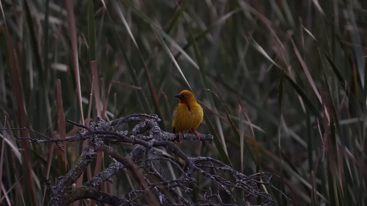 pequeño pájaro amarillo con una cabeza naranja en una rama rodeada de cañas, tejedor de cabo