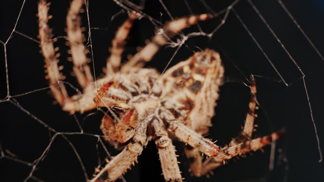 Close up of a spider sitting in its web, showing intricate details of its body and fine silk threads