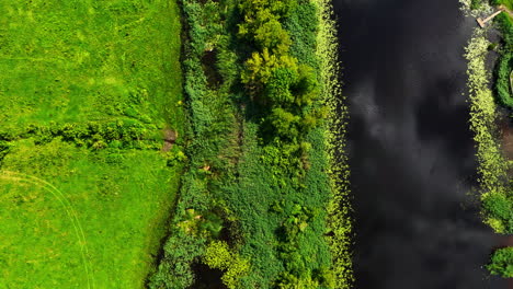 aerial top shot of dark water body bordered by dense, lush green trees and foliage