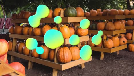 animación de salpicaduras azules y amarillas sobre calabazas en los estantes