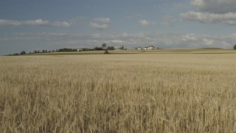 field of wheat blowing in gently breeze, forward tracking shot