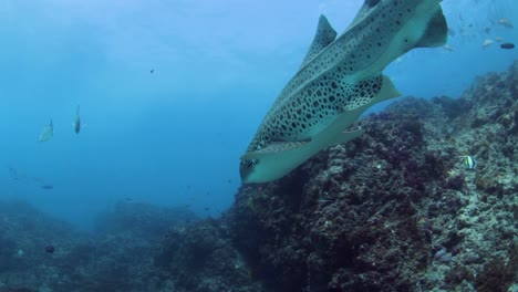 Camarógrafo-Submarino-Nadando-Debajo-De-Un-Tiburón-Mientras-Filmaba