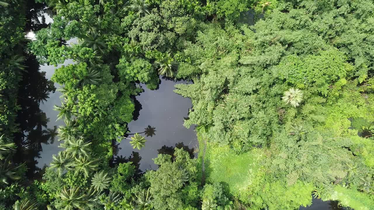 Fitta foresta verde in giornate di sole