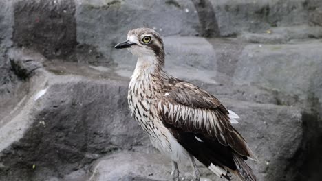 hawk perched on rocky surface, looking around