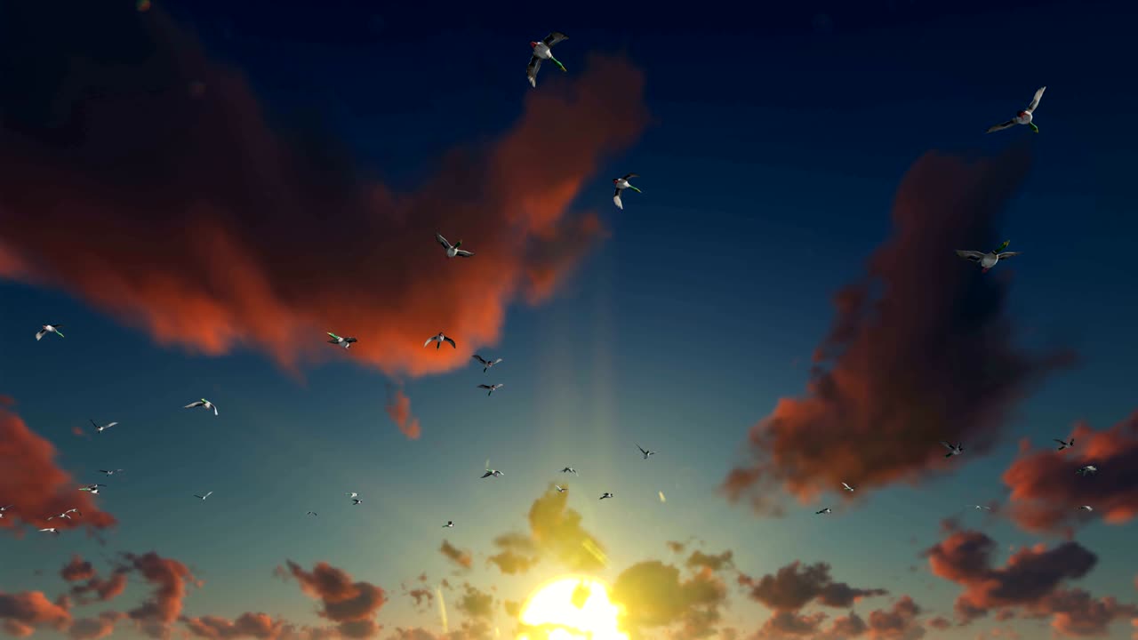 아름다운 일몰을 향해 날아다니는 오리, 4k