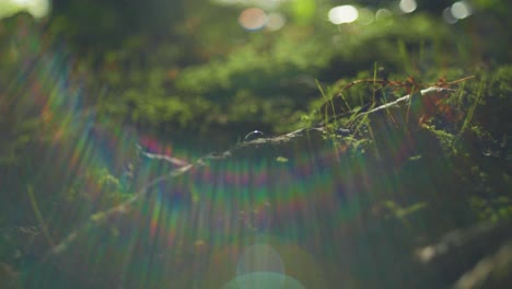 4K-slow-motion-macro-shot-of-a-beetle-walking-on-some-green-moss,-in-the-middle-of-the-forest,-against-the-sunlight