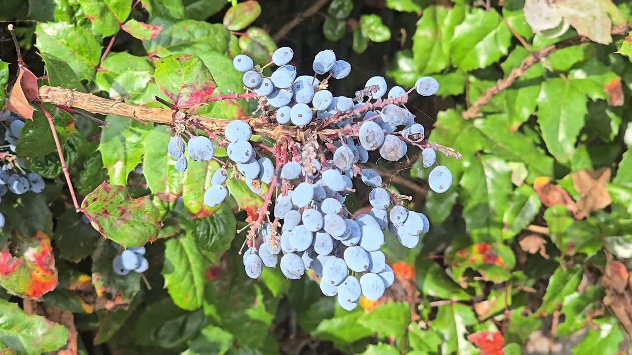 Oregon grape (Mahonia aquifolium) with blue berries on green leaves