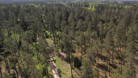 vista aérea de un bosque verde exuberante con un camino de tierra