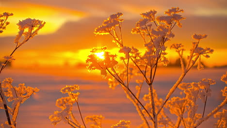 close-up on branches with frozen delicate flowers lit by sun flares at background