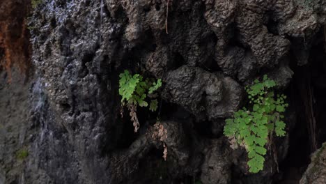 Wasser-Tropft-In-Den-Wasserfall-Ein-Gedi-Engi