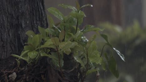 dampness hugs each stem and vine, making the green glow and shine