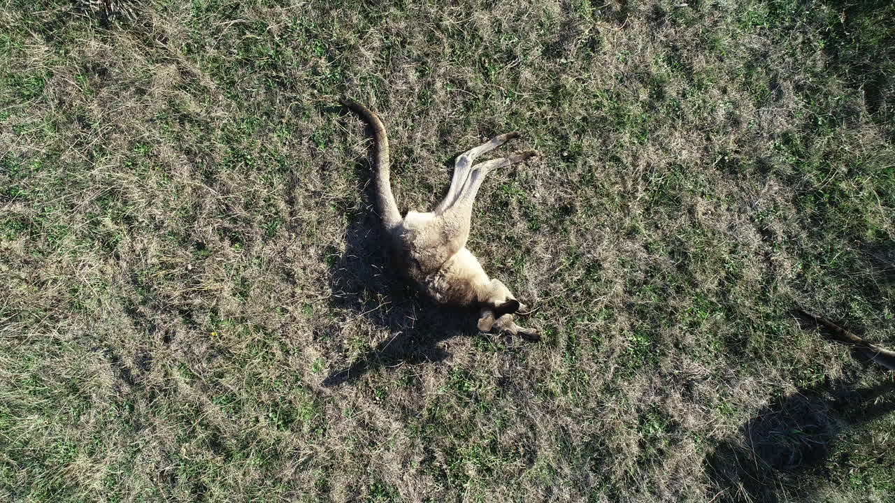Large kangaroo laying relaxed in open grasslands.