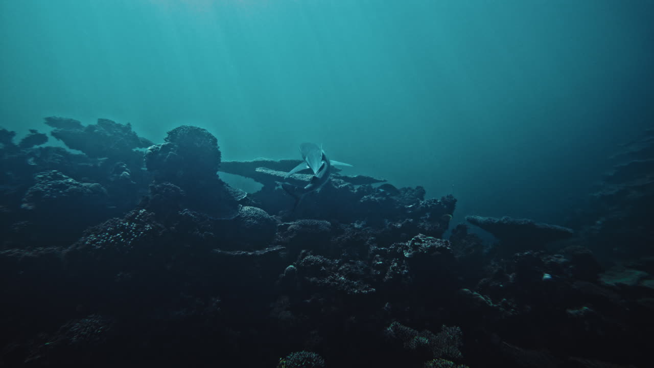 Reef shark rises from depths of coral reef swimming into clear open waters in ocean, slow motion