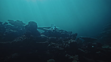 reef shark rises from depths of coral reef swimming into clear open waters in ocean, slow motion