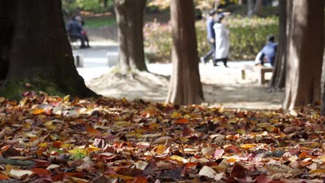 Hojas-Caídas-En-El-Suelo-Entre-Troncos-De-árboles-En-El-Parque-Caducifolio-Coreano-En-Otoño,-La-Gente-Camina-Sobre-Un-Fondo-Borroso