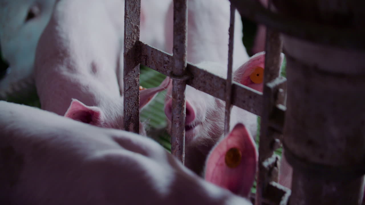 농장 창고에 있는 돼지