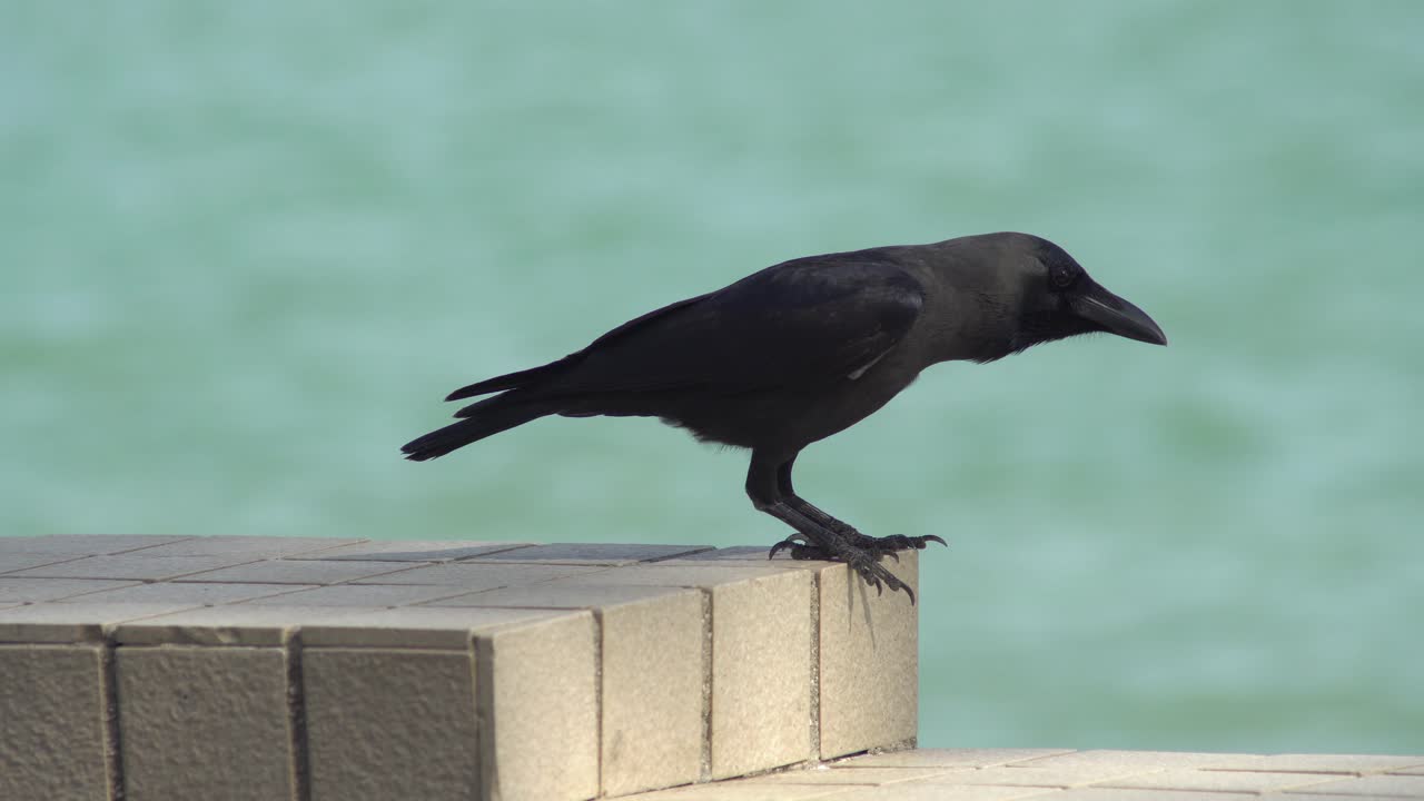 까마귀가 콘크리트에 서서 날아갑니다.
