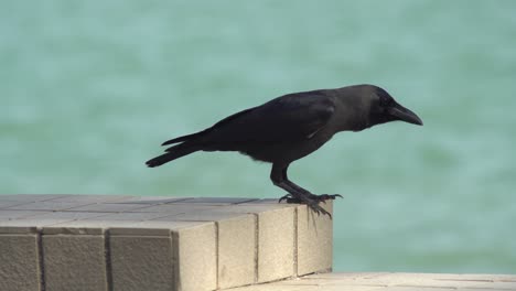 Eine-Krähe-Steht-Auf-Beton-Und-Fliegt-Dann-Weg