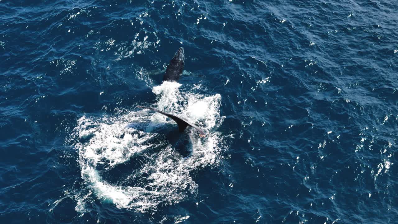 Humpback whale tale with its calf in the Indian Ocean, Mozambique