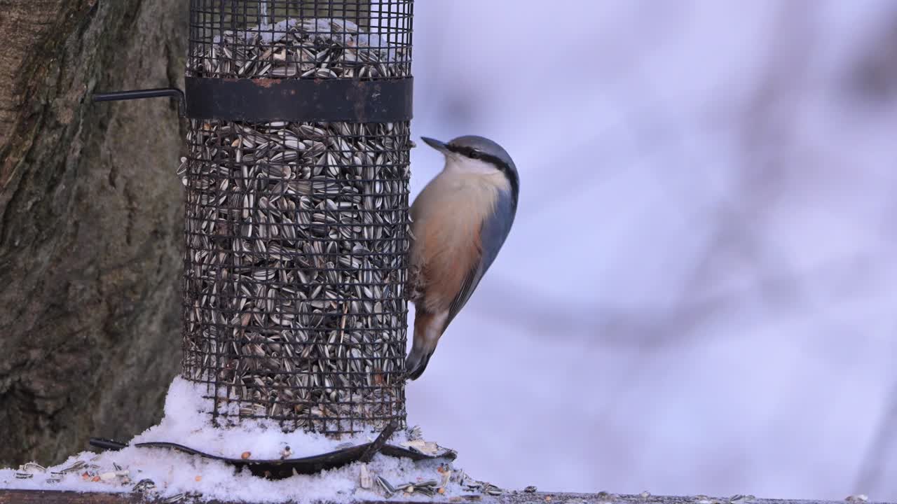 Eurasian Nuthatch feeding on sunflower seeds from backyard bird feeder, during winter in Norway, fast motion.