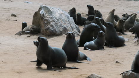 Group-of-about-20-cape-fur-seals-basking-in-the-sun-on-sandy-beach-with-one-single-rock,-medium-shot-during-daylight