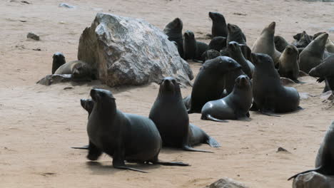 group of about 20 cape fur seals basking in the sun on sandy beach with one single rock, medium shot during daylight