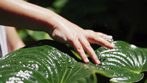 child's hand gently touching dew-kissed green leaves