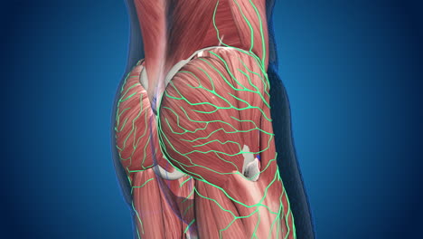 human hip and buttock muscles