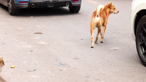 a dog walks between parked cars