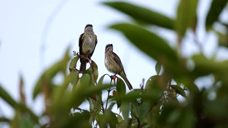 pair-of-flycatchers-hunting-on-top-of-a-perch