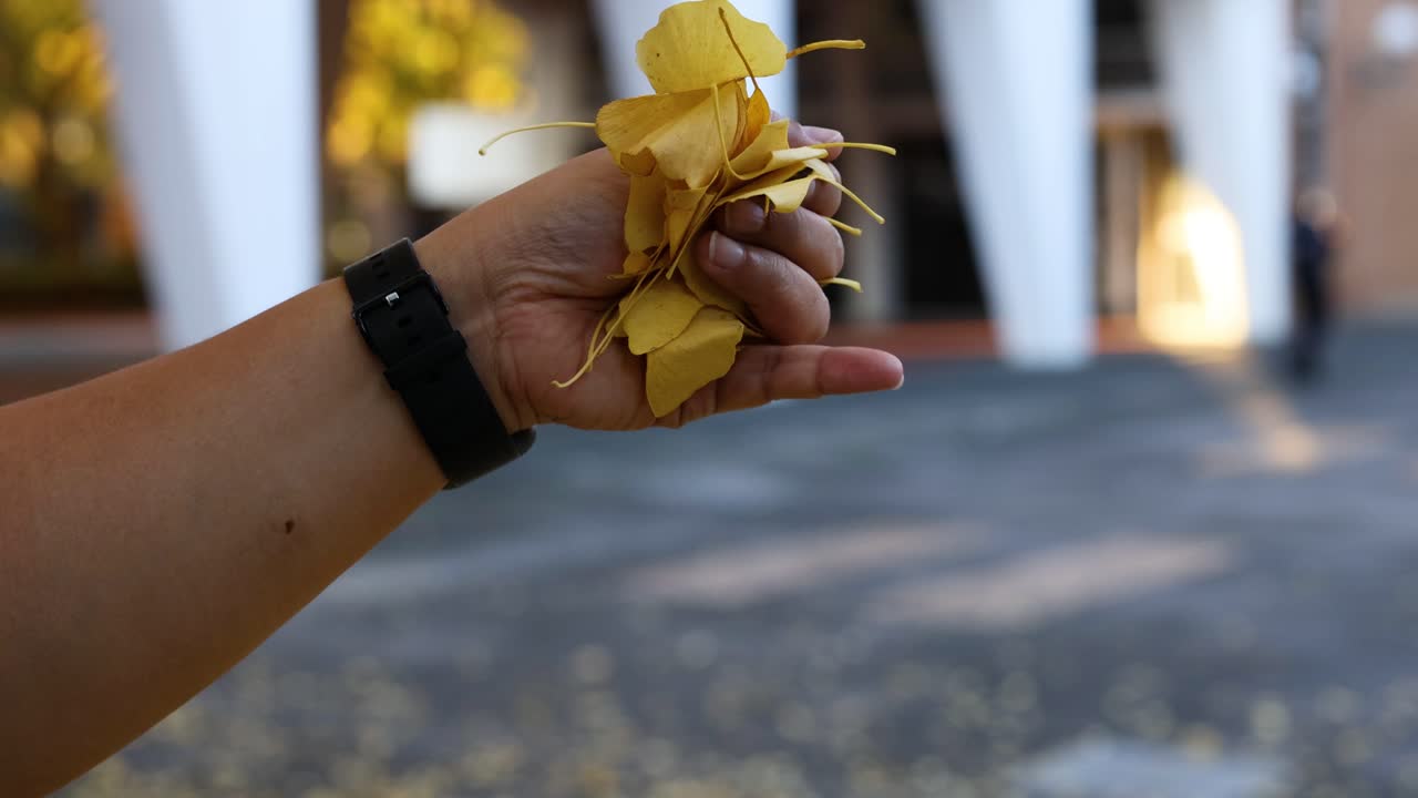 Hand holding yellow ginkgo leaves in outdoor setting