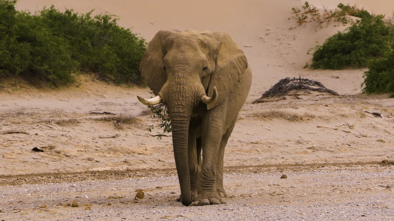 Mighty bull elephant approaches with a branch in his mouth. He has extraordinarily large feet, an adaptation to desert life. His name is Arnold; he is the oldest male in Namibia's Hoanib Valley