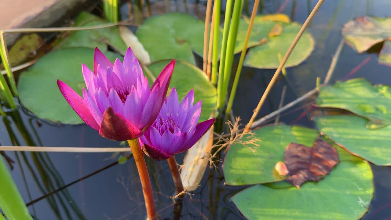 closeup of two purple lotus water lilly blooming in the pond along with other aquatic plants