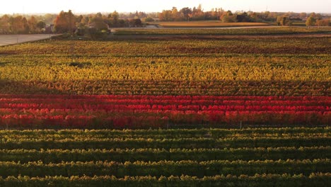 Vista-Aérea-Del-Paisaje-De-Coloridos-Viñedos-Otoñales-Con-Follaje-Rojo-Y-Naranja,-En-La-Campiña-Italiana,-Al-Atardecer