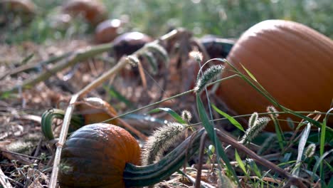 primer plano de una calabaza sudorosa de tamaño mediano con una vid marchita retorcida